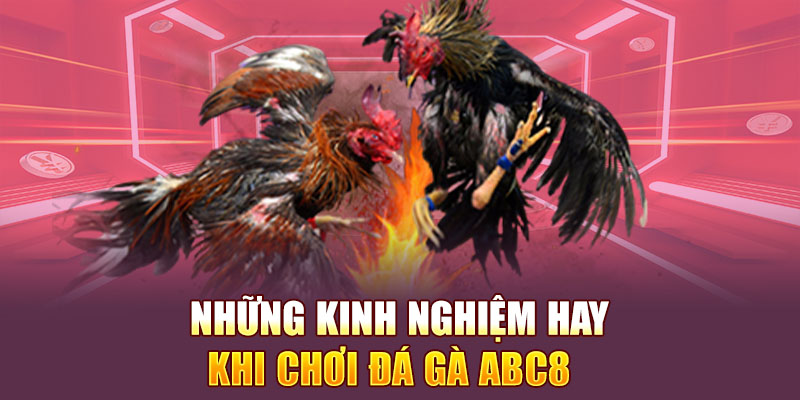Những kinh nghiệm hay khi tham gia chơi đá gà Abc8 